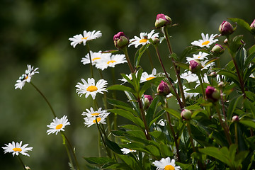 Image showing Summer flowers