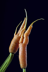 Image showing carrot