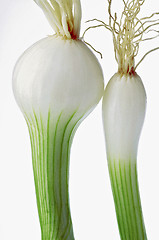 Image showing onions