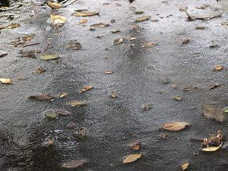 Image showing Leaves on a frozen pond