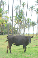 Image showing tropical cow 223