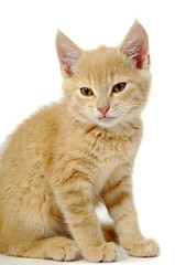 Image showing Kitten