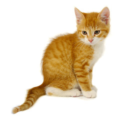 Image showing Red cat