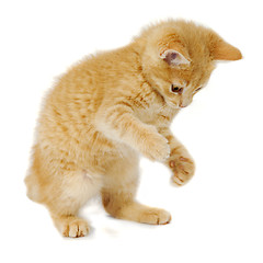 Image showing Kitten