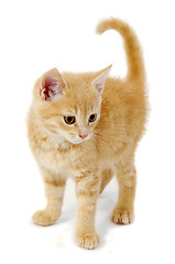 Image showing Kitten