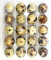 Image showing Quail eggs