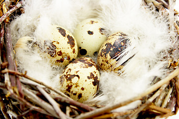 Image showing Quail eggs in nest