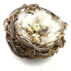 Image showing Quail eggs in nest