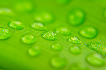 Image showing Water drops on plant leaf