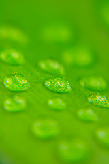 Image showing Water drops on plant leaf