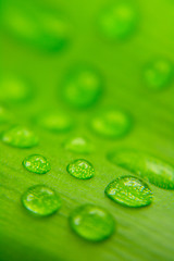 Image showing Water drops on plant leaf