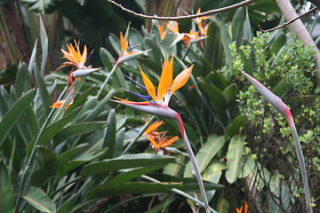 Image showing Bird of Paradise Flowers