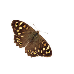 Image showing Speckled Wood Butterfly