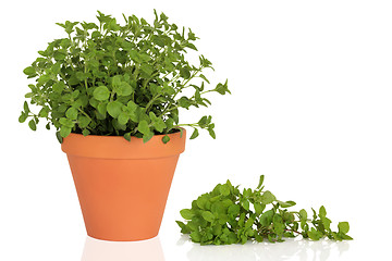 Image showing Oregano Herb