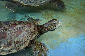 Image showing Sea turtle