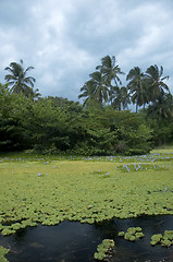 Image showing Tropical pond