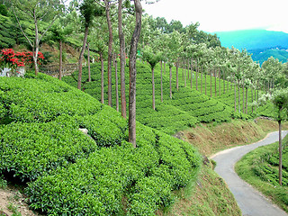 Image showing tea gardens