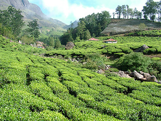 Image showing tea gardens