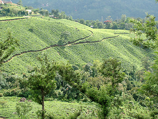 Image showing tea gardens