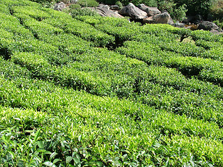 Image showing tea gardens