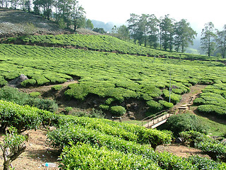 Image showing tea gardens