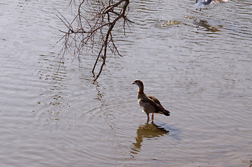 Image showing wings of spring