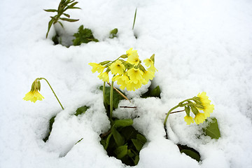 Image showing First sign of spring