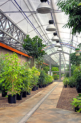 Image showing Flowers in modern greenhouse