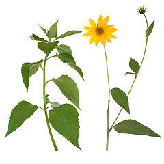 Image showing Jerusalem Artichoke Flower and Leaves