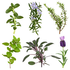 Image showing Herb Leaf Collection