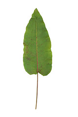 Image showing Dock Leaf