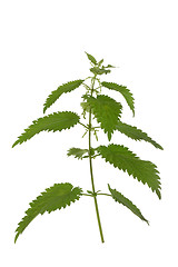 Image showing Nettle