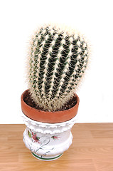 Image showing A big cactus in an pot.