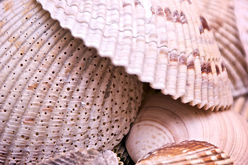Image showing clam shells