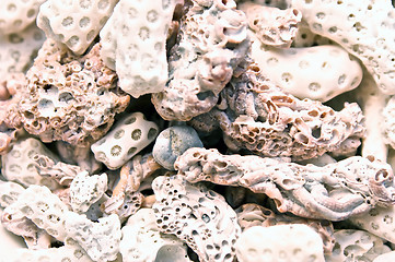 Image showing fossilized coral