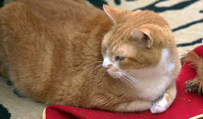 Image showing orange cat with christmas stocking