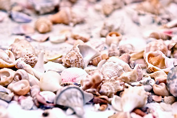 Image showing shell assortment