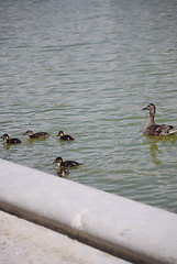 Image showing ducks in a row