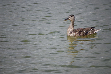 Image showing wild duck