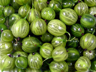 Image showing Green gooseberry