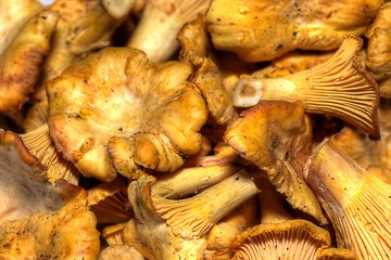 Image showing Cantharellus