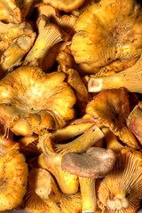 Image showing Cantharellus