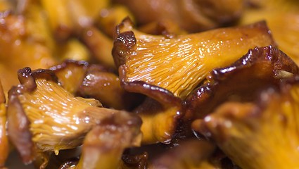 Image showing Cantharellus