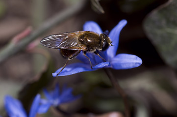 Image showing blue dinner