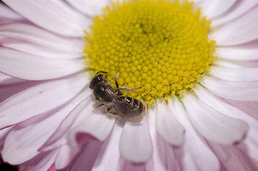 Image showing daisy and sleepy bee