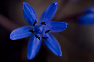 Image showing macro blue