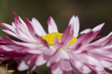 Image showing pink daisy and surprise