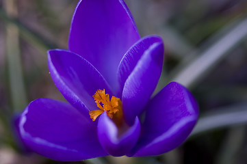 Image showing violet and orange