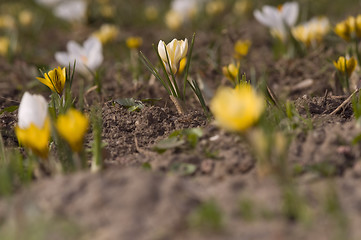 Image showing white and yellow field