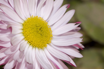 Image showing wild daisy2